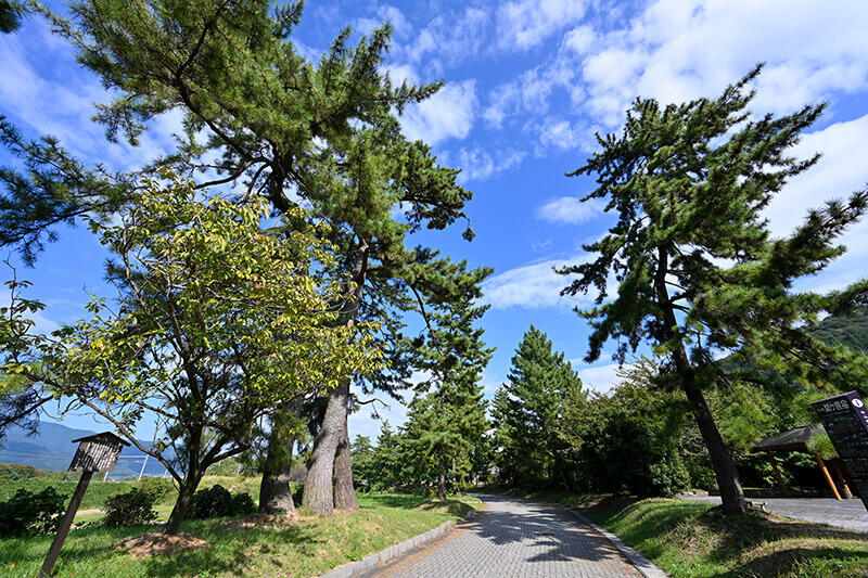 旧中山道の松並木の画像